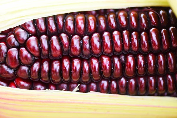 Maíz morado fresco de cerca - Siam Ruby Queen o maíz rojo dulce o — Foto de Stock