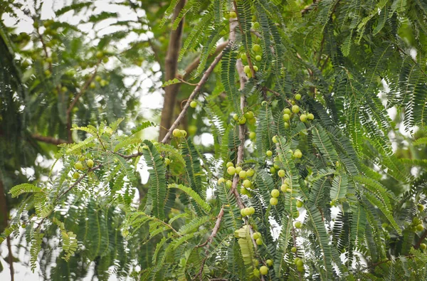 Indian Gooseberries or Amla fruit on tree with green leaf - Phyl