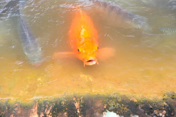 Gouden karper vis of sinaasappel karper en tilapia vis eten van vergoeding — Stockfoto