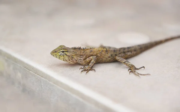 Jaszczurka ogrodowa na podłodze-pospolity brązowy jaszczurka Azja Reptile parkiem — Zdjęcie stockowe