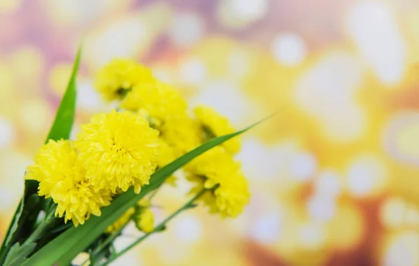 Yellow mum flowers spring summer on yellow bokeh blur