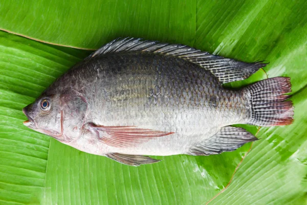 Tilapia fish freshwater for cooking food in the asian restaurant — Stock Photo, Image