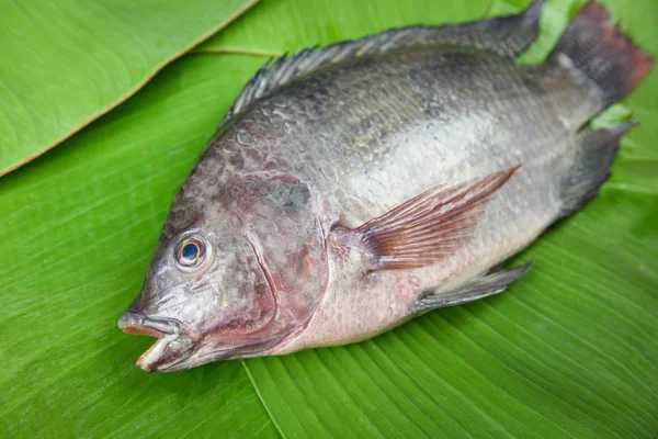 Тилапия рыба пресная для приготовления пищи в азиатском ресторане — стоковое фото