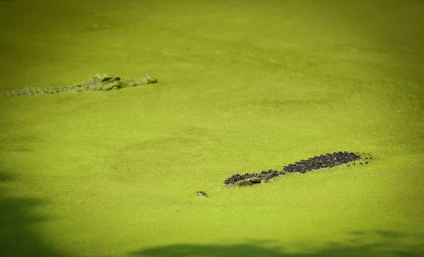 Crocodilo flutuando em rio de água e esperando a presa - Lar — Fotografia de Stock