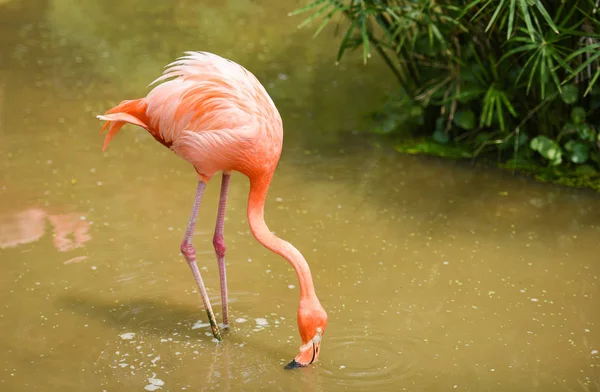 Orange flamant sur fond de plante tropicale verte nature - Cari — Photo