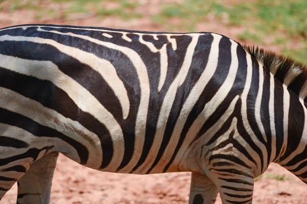 Zebra patroon echte zebra afrikaanse vlaktes grazen grasveld in de — Stockfoto