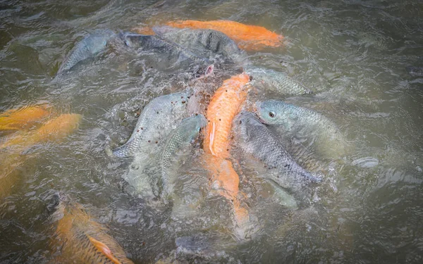 Pertanian ikan air tawar - ikan mas keemasan tilapia atau ikan mas jingga a — Stok Foto
