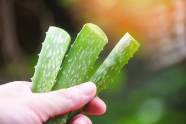 aloe vera bitki elinde ve doğa yeşil arkaplan / kapat o