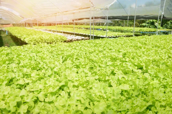 Молодые и свежие салат салат зеленый дуб растет сад гидропони — стоковое фото