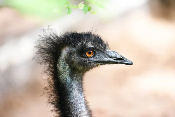 O Emu grande pássaro da Austrália - Close-up de cabeça e olho emu  , — Fotografia de Stock