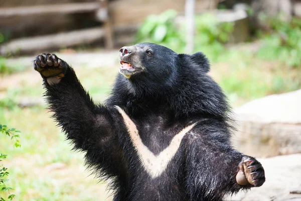 Asiatic black bear standing and relax in the summer - Black bear