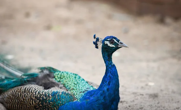 Hermosa de pavo real masculino en grandes colores metálicos - Primer plano de — Foto de Stock