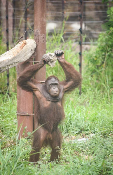 Orangután de pie — Foto de Stock