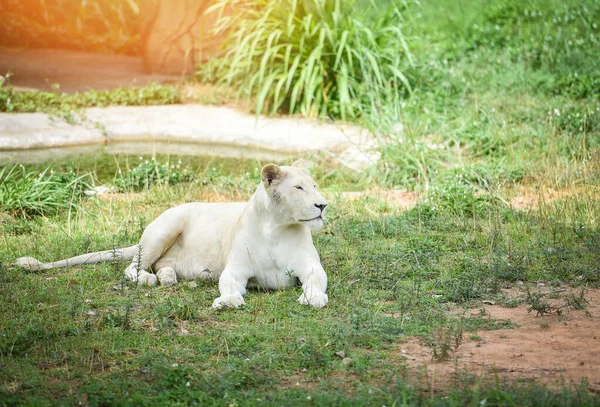 Hembra león blanco tumbado relajante en safari campo de hierba - rey de — Foto de Stock