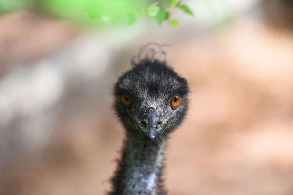 Close up of head and eye of emu - Dromaius novaehollandiae — Stock Photo, Image