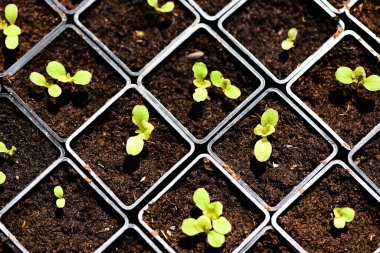 Bahçe bahçesindeki saksıda sebze yaprağı yetiştiriyorum. Bahçe yetiştirme tarımı kavramında yeşillik yetiştiriyorum.