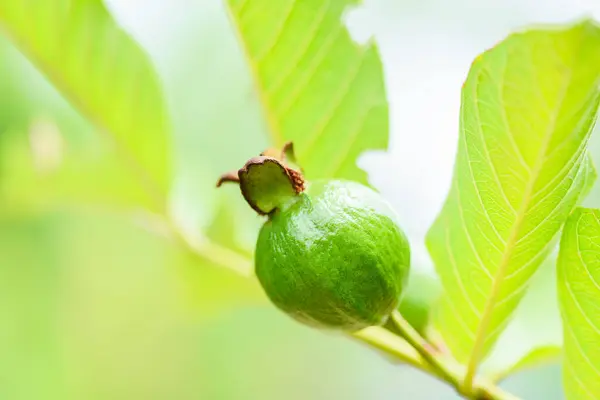 Guava Fruit Guava Boom Natuur Groene Achtergrond — Stockfoto