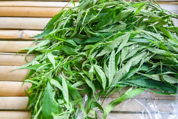 Harvest Cannabis Marijuana Leaf Tree Branch Marijuana Plant — Stock Photo, Image
