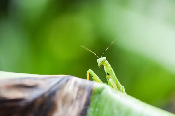 Grüne Heuschrecke Europäische Gottesanbeterin Oder Gottesanbeterin Auf Blatt Der Natur — Stockfoto