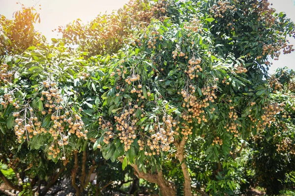 Kebun Buah Longan Kebun Pada Pohon Longan Tropis Buah Musim — Stok Foto