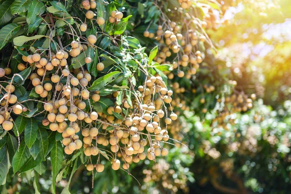 Huertos Longan Fruta Jardín Árbol Longan Frutas Tropicales Tailandia Verano — Foto de Stock