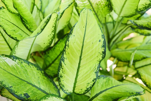 Bahçedeki Yeşil Yapraklı Süs Bitkisi Çin Evergreen Yaprakları — Stok fotoğraf