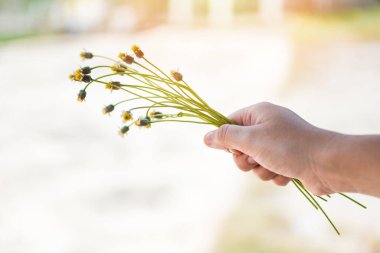Yaz günü elinde çiçek otları... Bir kızın ellerinde sarı papatya buketinin yakın çekimi... 