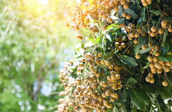 Huertos Longan Fruta Jardín Árbol Longan Frutas Tropicales Tailandia Verano — Foto de Stock