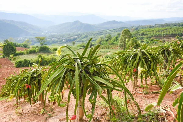 Dragon fruit on tree plant / ripe dragon fruit garden the product agriculture waiting for harvest on mountain in Thailand Asian , pitaya or pitahaya