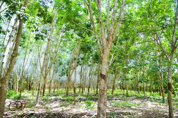 タイの庭で天然ラテックスの木のためのゴム植林地 — ストック写真