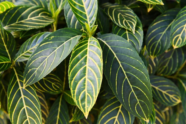 Natural Green Leaves Pattern Background Leaf Beautiful Tropical Forest Plant — Stock Photo, Image
