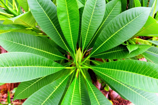 緑の葉の自然パターンを持つ熱帯植物 Frangipani Plumeria花木 — ストック写真