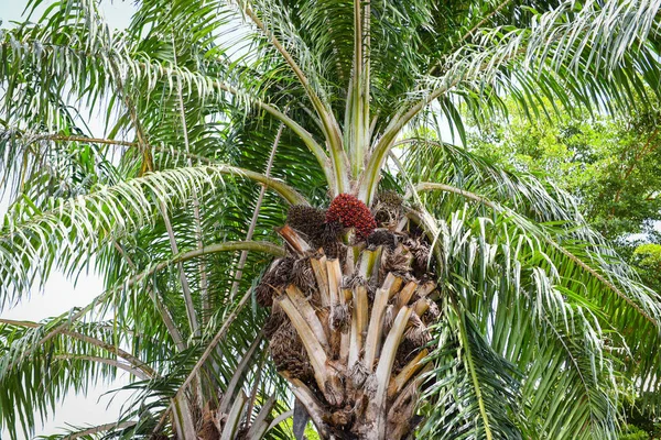 Palm Fruit Oil Palm Tree Garden Agriculture Asia — Stock Photo, Image