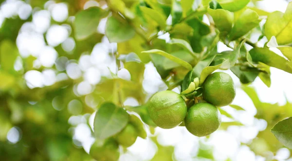 Zelené Limetky Stromě Čerstvé Citrusové Plody Zahradní Farmě Zemědělské Přírodou — Stock fotografie