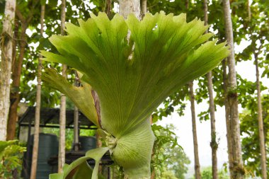 Platycerium eğreltiotu ağaç dalında yetişen staghorn veya elkhorn eğreltiotu bitkisi.