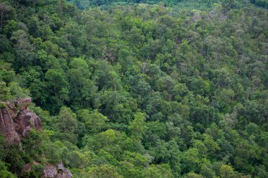 Orman ağaçları arka plan / orman doğa yeşil ağaç dağ manzarası, güneydoğu Asya 'da nehrin orman manzarası tropikal vahşi