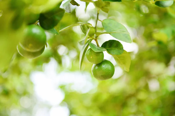 Groene Limoenen Een Boom Verse Limoen Citrusvruchten Tuin Boerderij Landbouw — Stockfoto