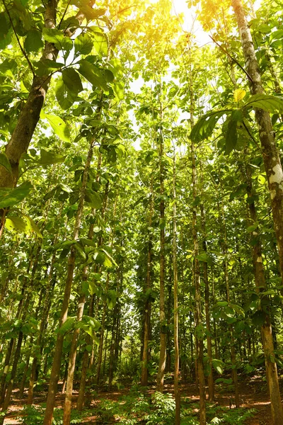 Teak Strom Zemědělský Plantáži Teak Pole Rostlina Zelenými Listy Slunečními — Stock fotografie