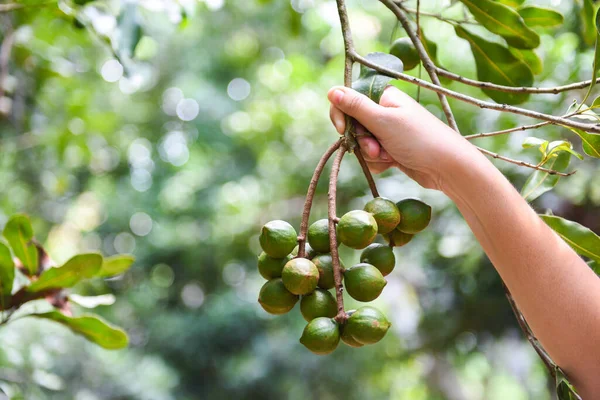 Frau Hält Macadamia Nuss Natürlicher Form Auf Dem Macadamia Baum — Stockfoto