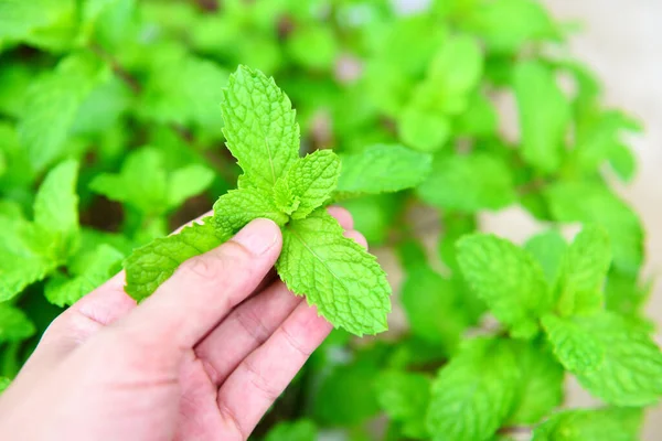 Fresh Mint Leaves Hand Nature Green Herbs Vegetables Food Peppermint — Stock Photo, Image