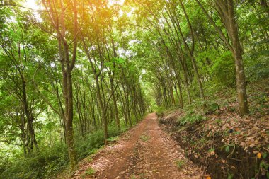 Lastik tarlalarında kauçuk ağaç tarımında yol Tayland / Kırsal yol bahçesindeki doğal lateks ağacı için asya