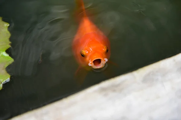 Hermosos Peces Dorados Estanque Peces Naranja Nadando Esperando Alimento Superficie —  Fotos de Stock