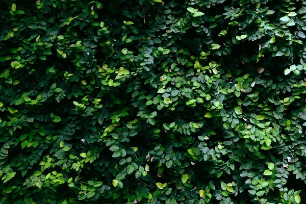 Zielone Liście Tekstury Tła Naturalna Zielona Ściana Roślin Lub Mały — Zdjęcie stockowe