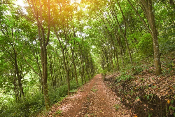 タイの庭で天然ラテックスの木のゴムの木農業アジアとゴムプランテーションの道路 農村道路 — ストック写真