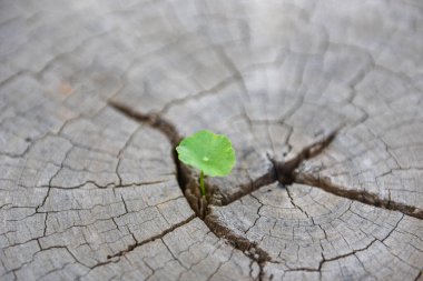 Kesik kütüklerin gövdesinin ortasında büyüyen güçlü bir tohum. Ağaç Konsepti, yeni bir hayata ve üst görüşe odaklanacak bir gelecek oluşturma desteği 