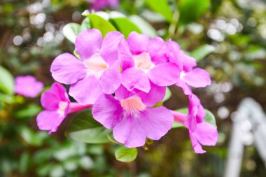 Yapraklı orkide / Doğa çiftliği fidanlığında mor orkide çiçeği