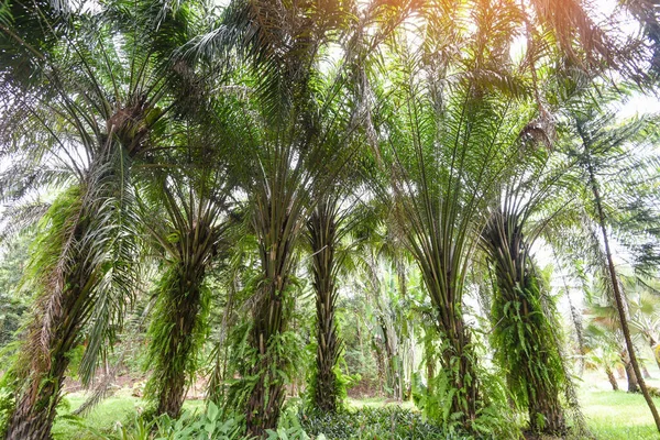 Palmeira Tropical Jardim Palmeiras Agricultura Ásia Verão — Fotografia de Stock