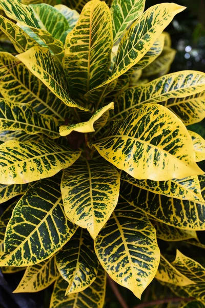 Sarı Yapraklar Koyu Arka Planda Doğal Yeşil Desen Bırakır Tropikal — Stok fotoğraf