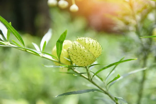 Piante Palloncino Albero Ornamentale Palloncino Cespuglio Cotone Cigno Pianta Gomphocarpus — Foto Stock