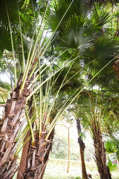 夏のパームガーデン農業アジアの熱帯ヤシの木 — ストック写真